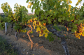 Domaine Mas des Combes