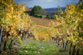 Domaine de Canto Perlic