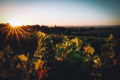 Domaine de la Petite Tuile