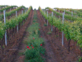 Domaine Florybelle