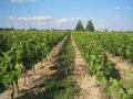 Domaine de Mazou